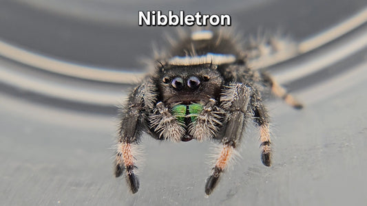 Nibbletron - Male Regal
