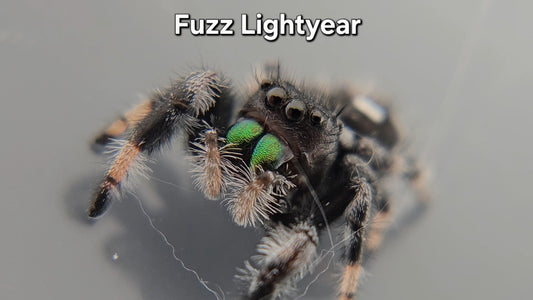 Fuzz Lightyear - Male Regal