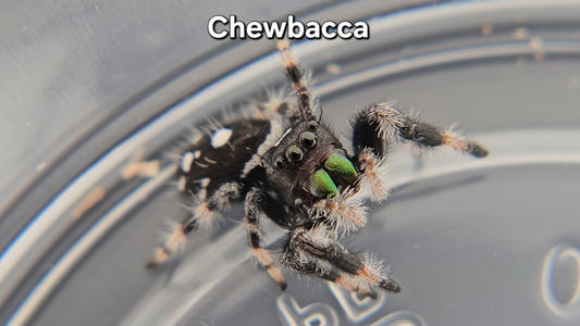 Chewbacca - Male Regal