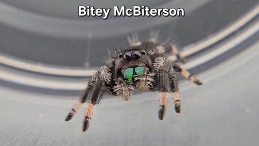 Bitey McBiterson - Male Regal