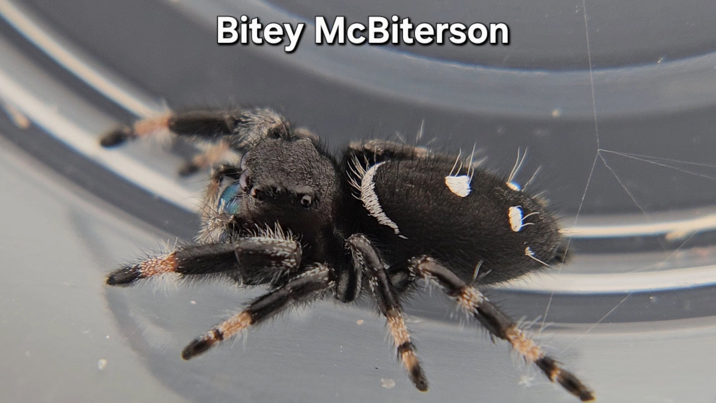 Bitey McBiterson - Male Regal