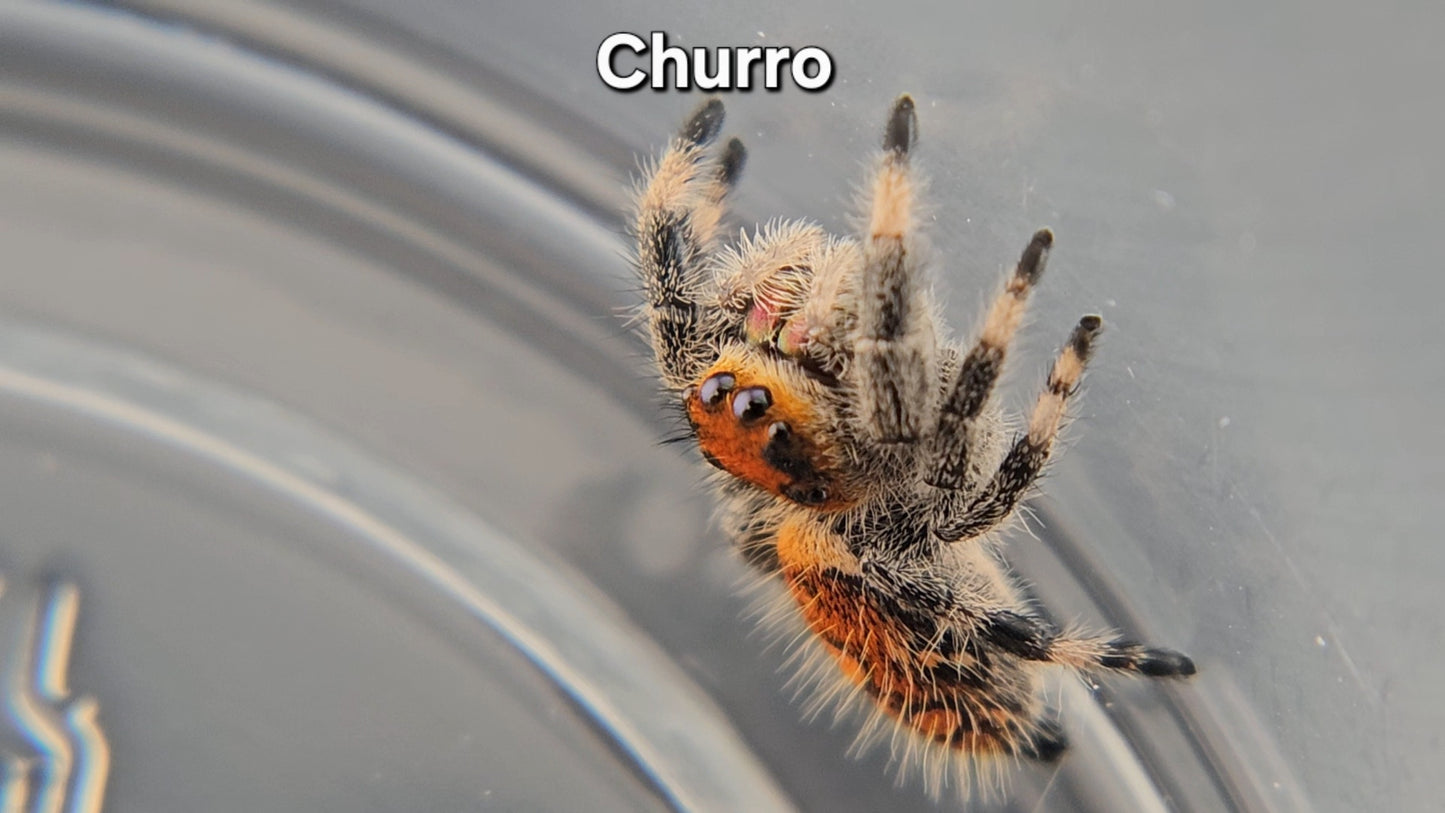Churro - Female Regal