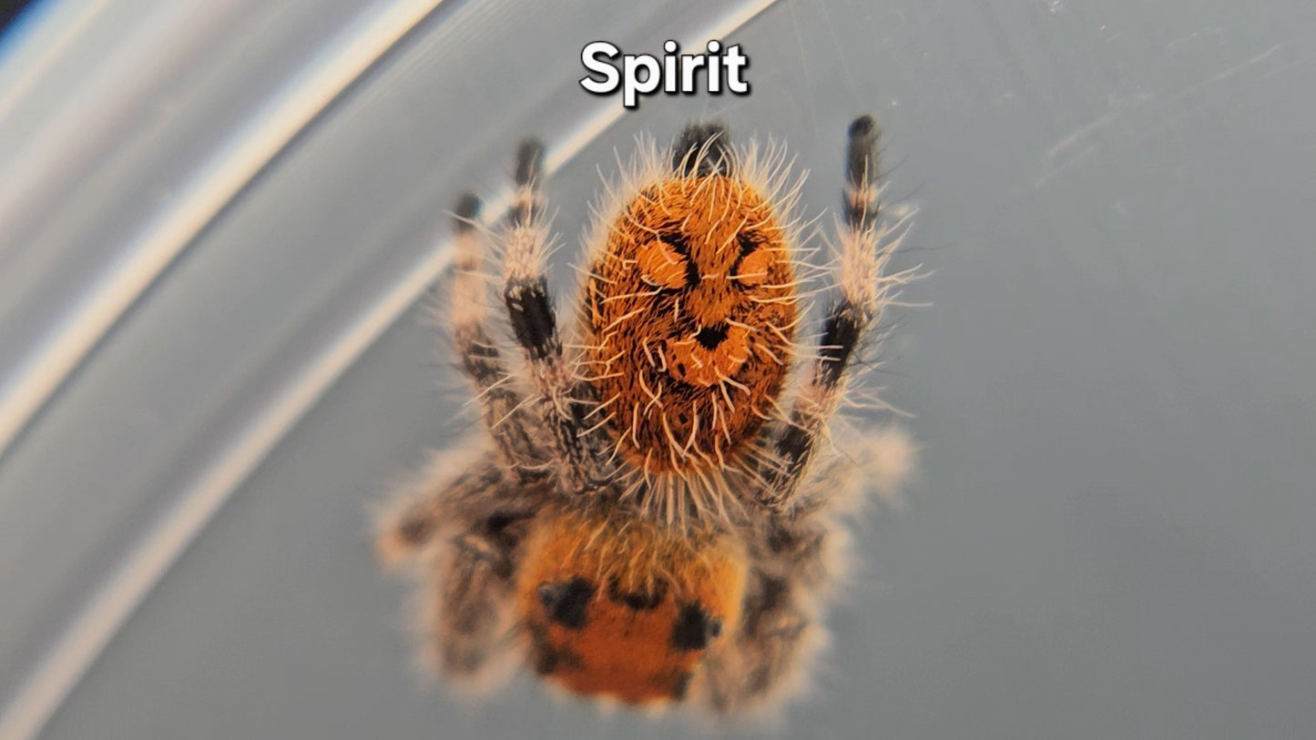 Spirit - Female Regal