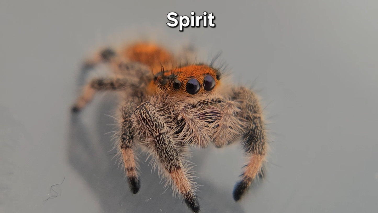 Spirit - Female Regal