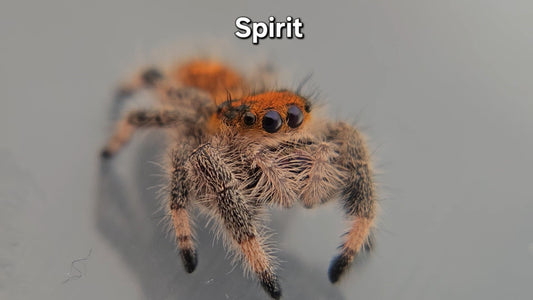Spirit - Female Regal