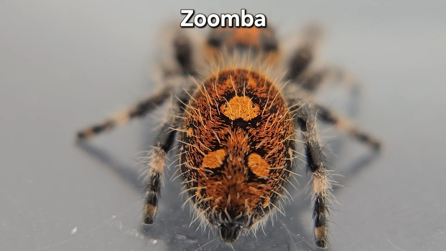 Zoomba - Female Regal