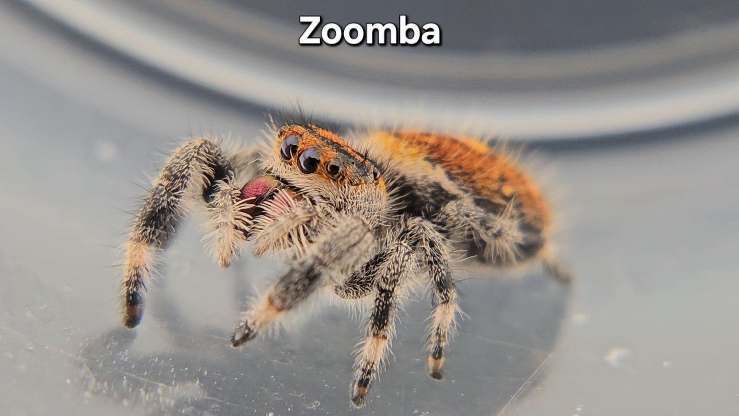 Zoomba - Female Regal