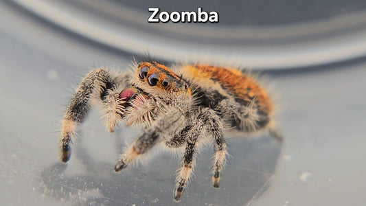Zoomba - Female Regal