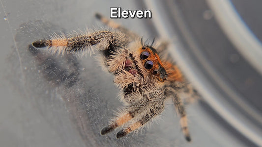 Eleven - Female Regal
