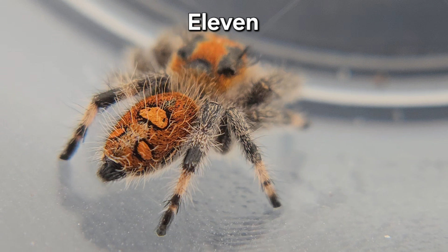 Eleven - Female Regal