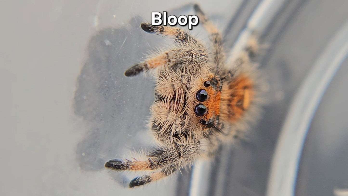 Bloop - Female Regal