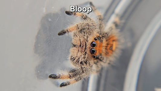 Bloop - Female Regal