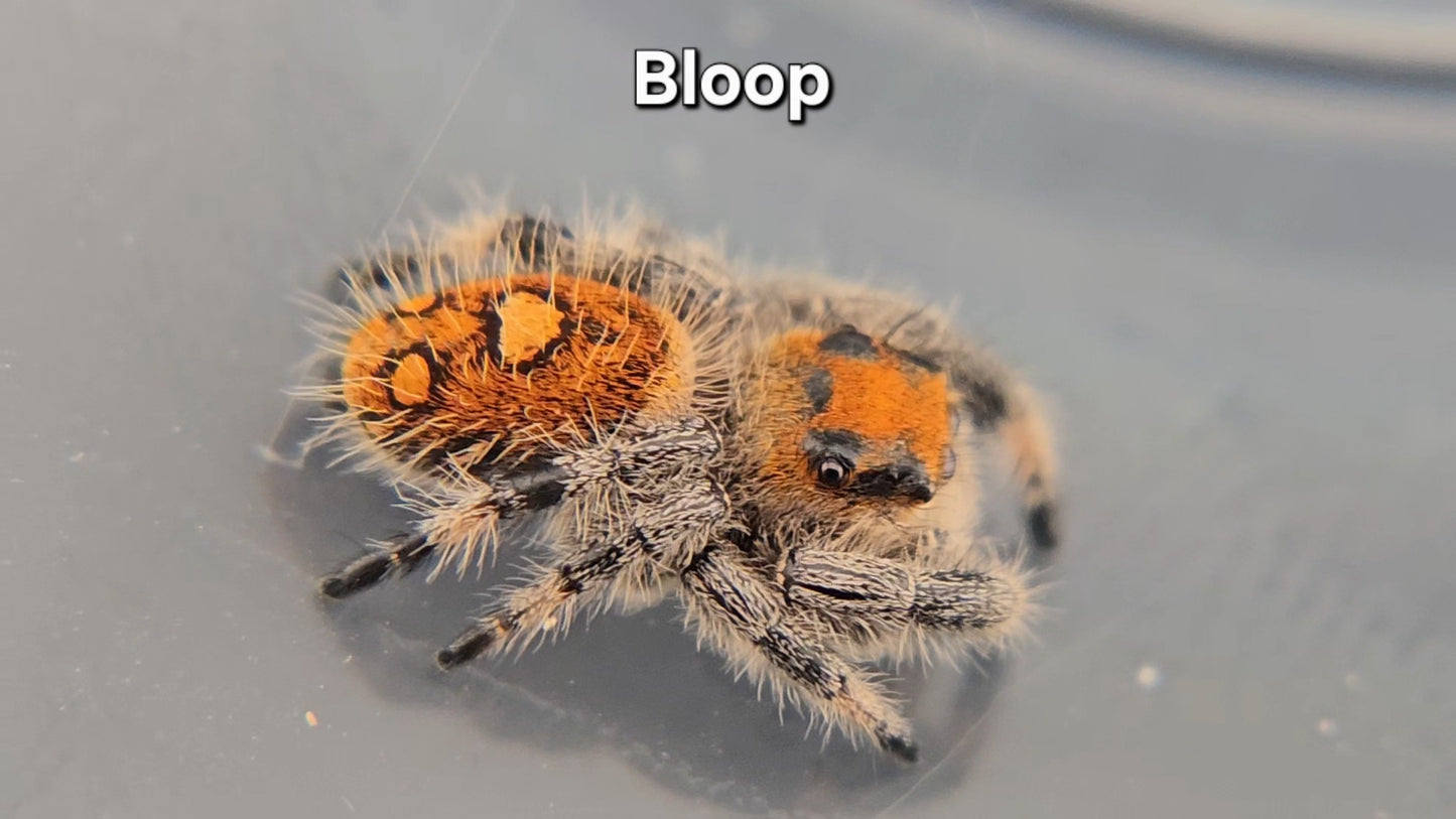 Bloop - Female Regal