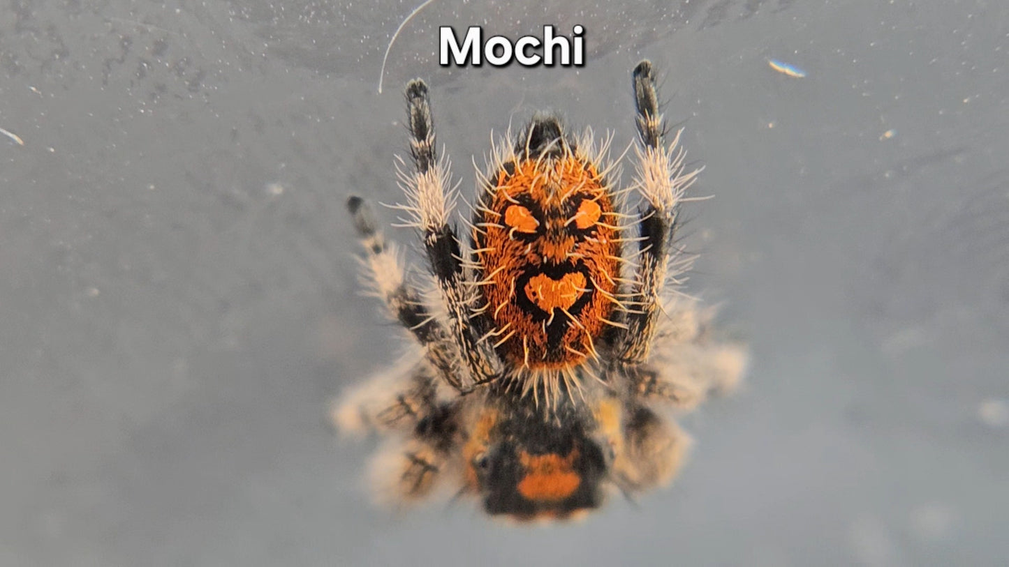 Mochi - Female Regal
