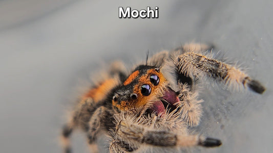 Mochi - Female Regal