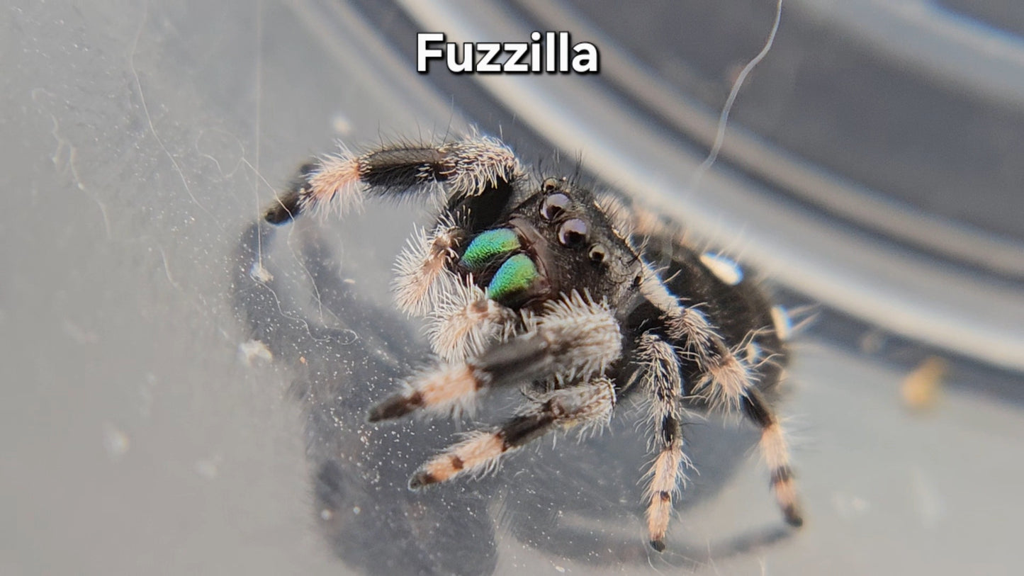 Fuzzilla - Male Regal