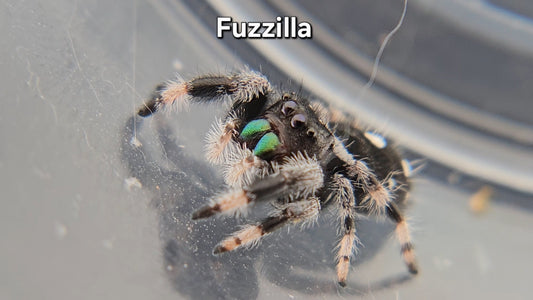 Fuzzilla - Male Regal