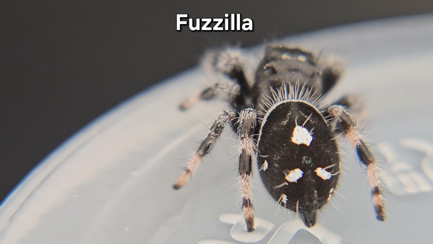Fuzzilla - Male Regal