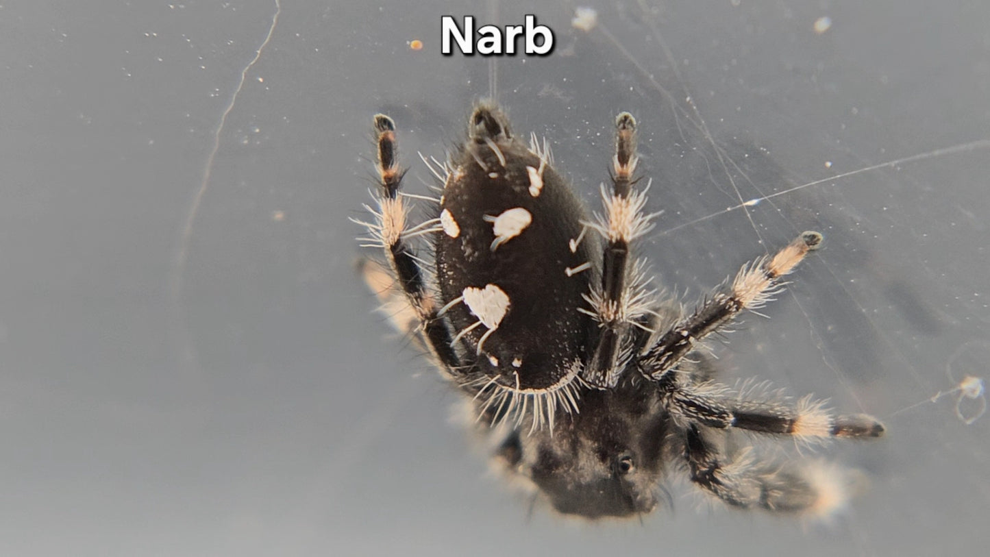 Narb - Male Regal
