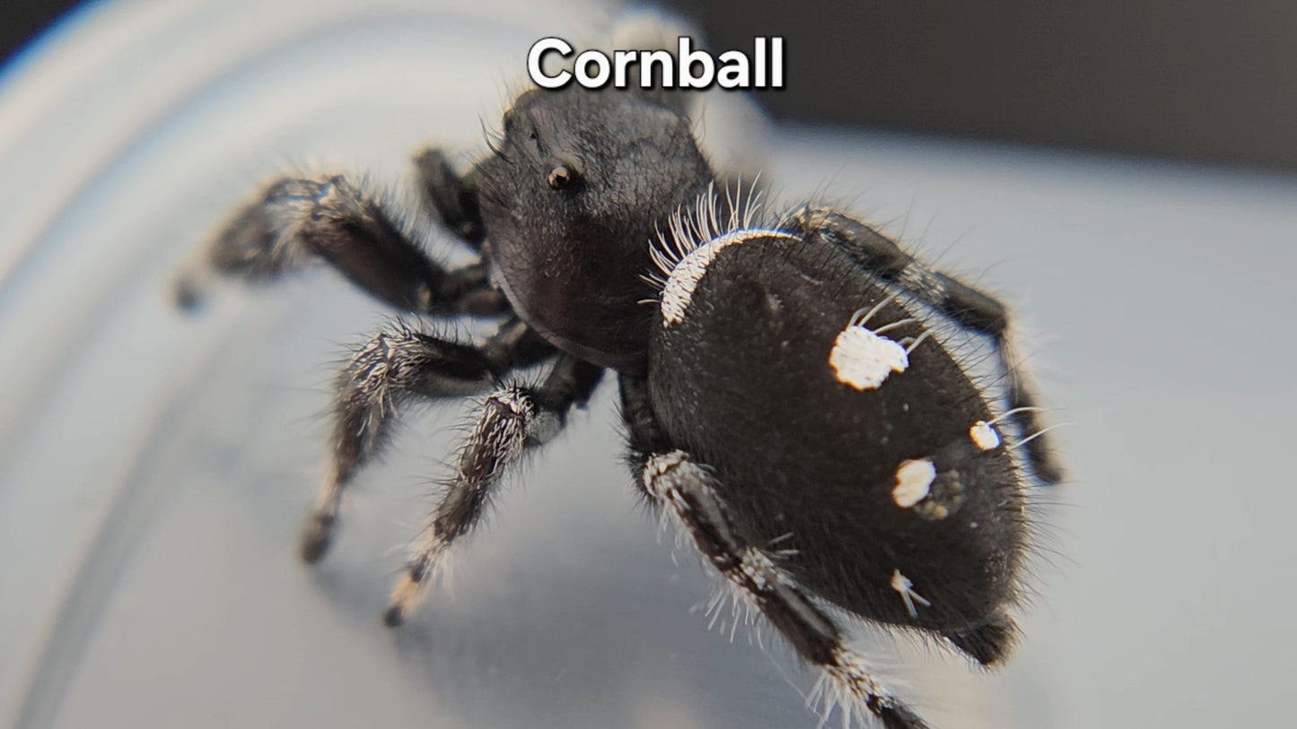 Cornball - Male Regal