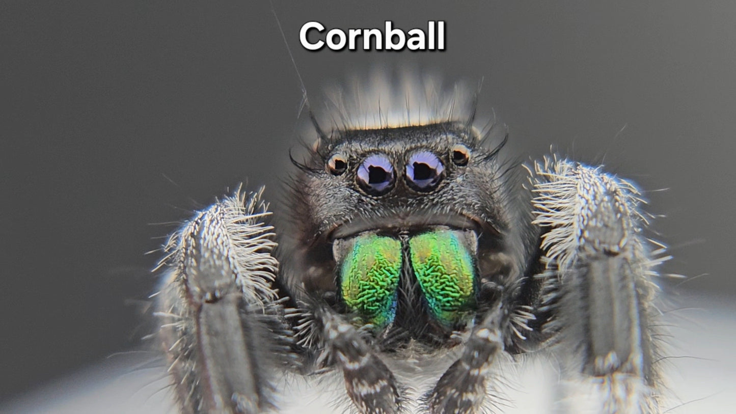 Cornball - Male Regal