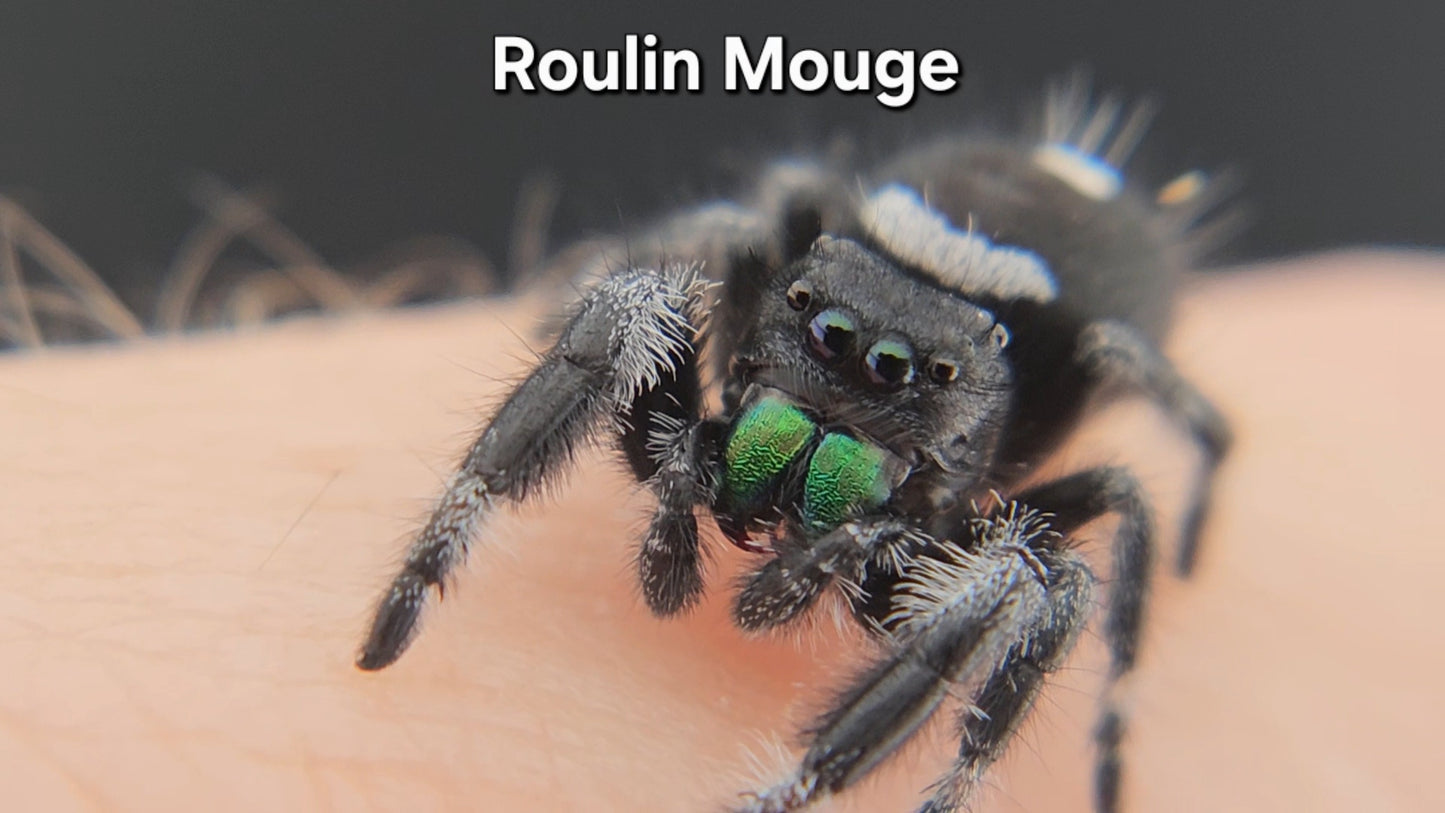 Roulin Mouge - Male Regal
