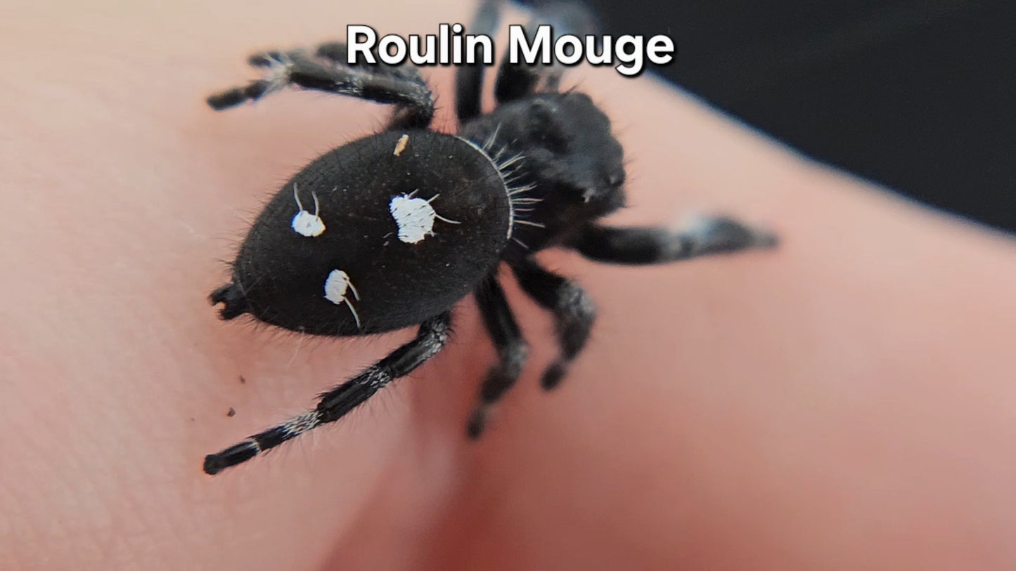 Roulin Mouge - Male Regal