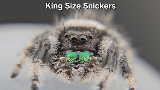 King Size Snickers - Male Regal