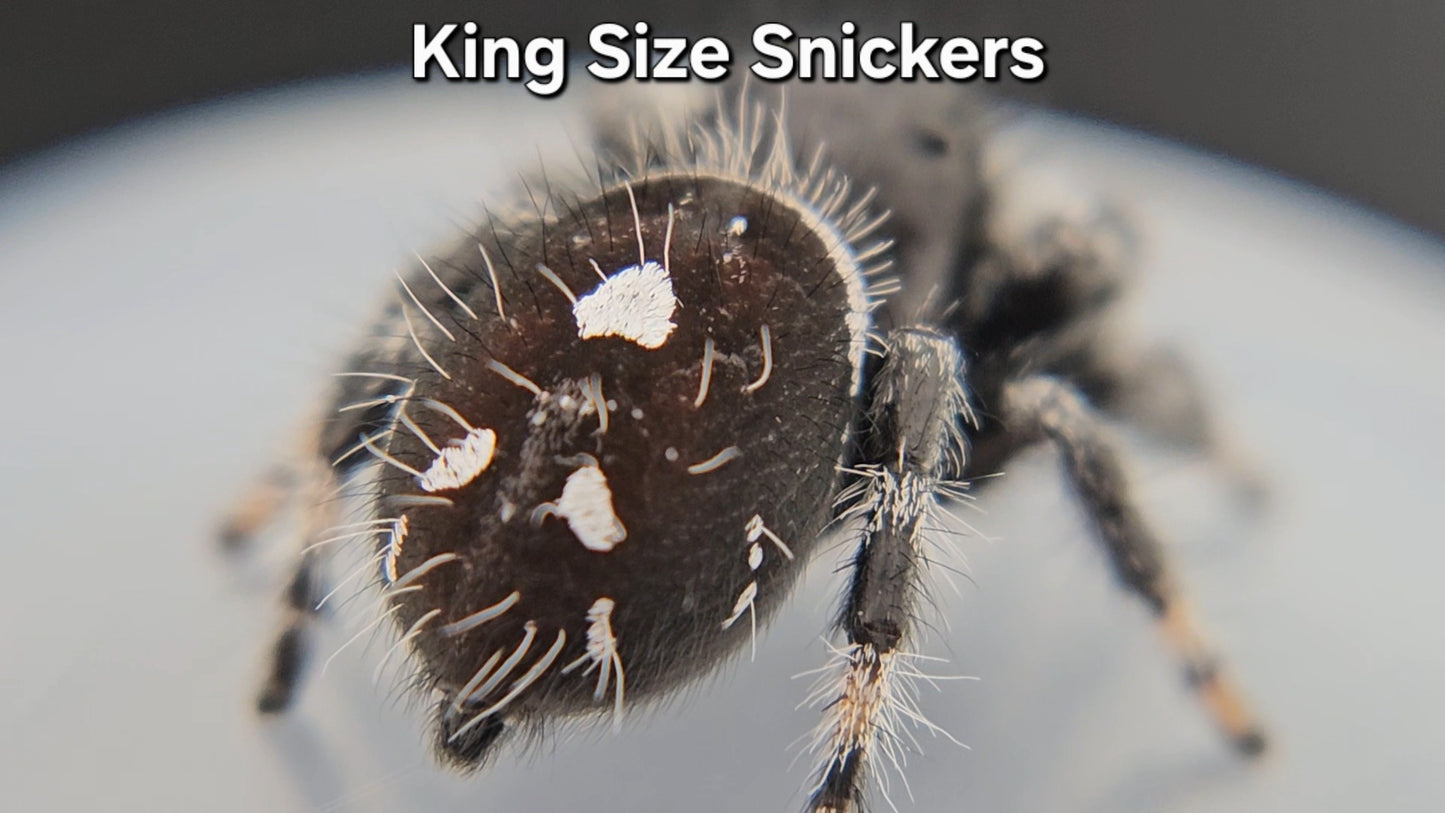 King Size Snickers - Male Regal
