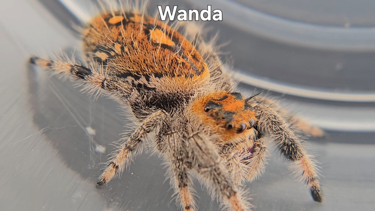 Wanda - Female Regal