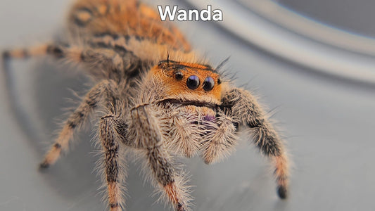 Wanda - Female Regal