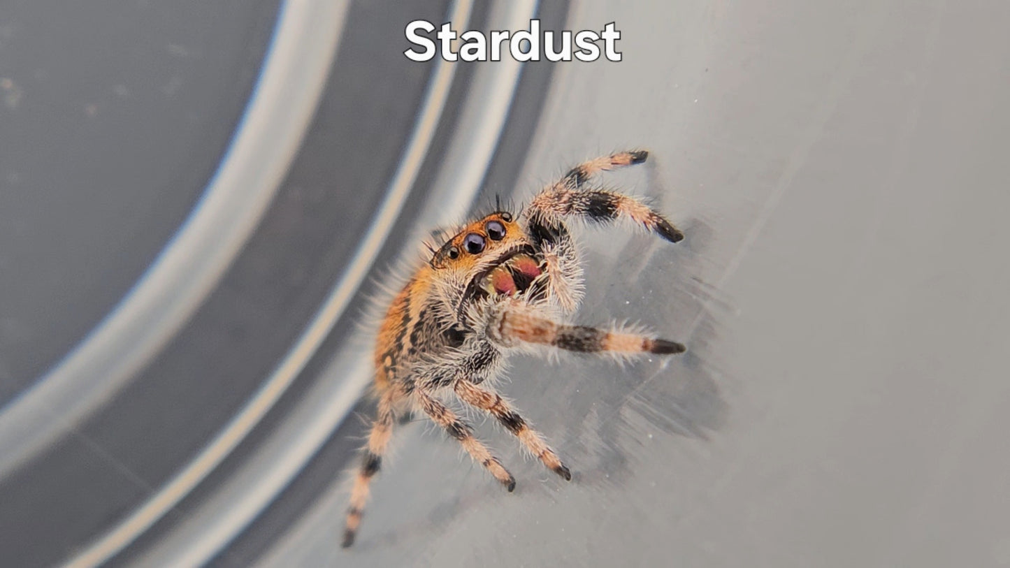 Stardust - Female Regal