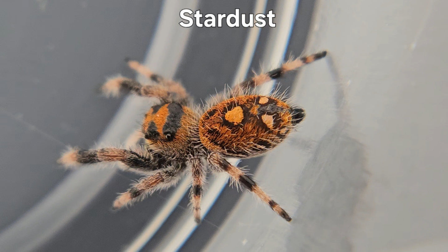 Stardust - Female Regal