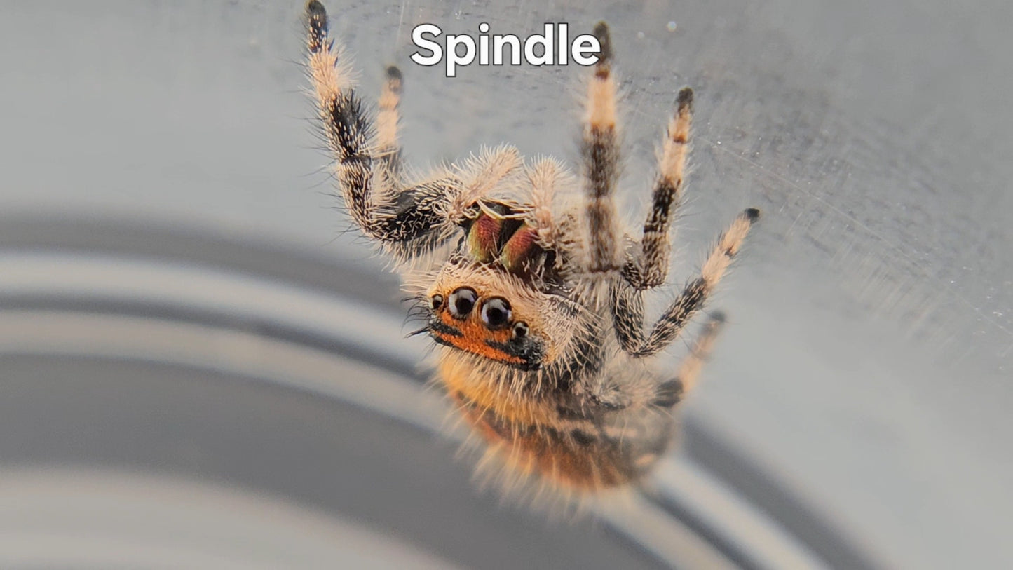 Spindle - Female Regal