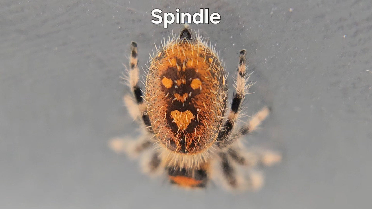 Spindle - Female Regal