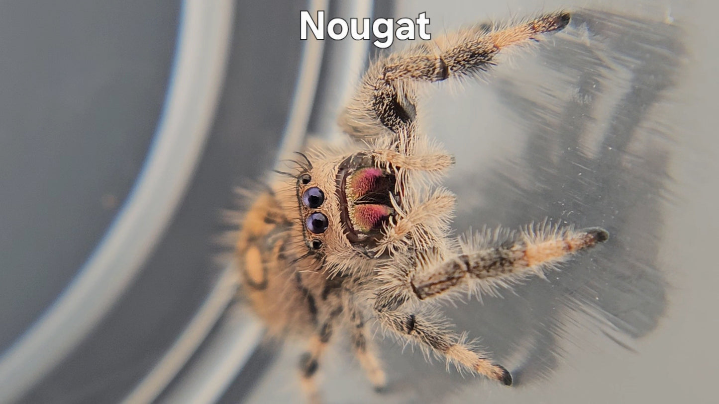Nougat - Female Regal