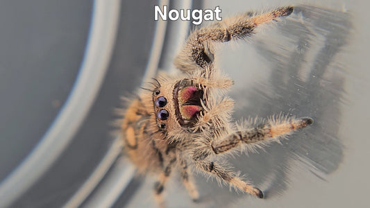 Nougat - Female Regal