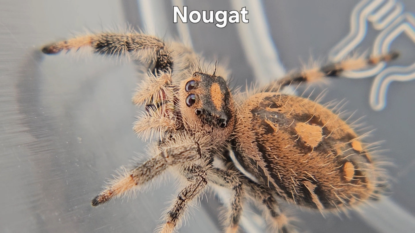 Nougat - Female Regal