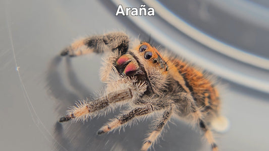 Araña - Female Regal