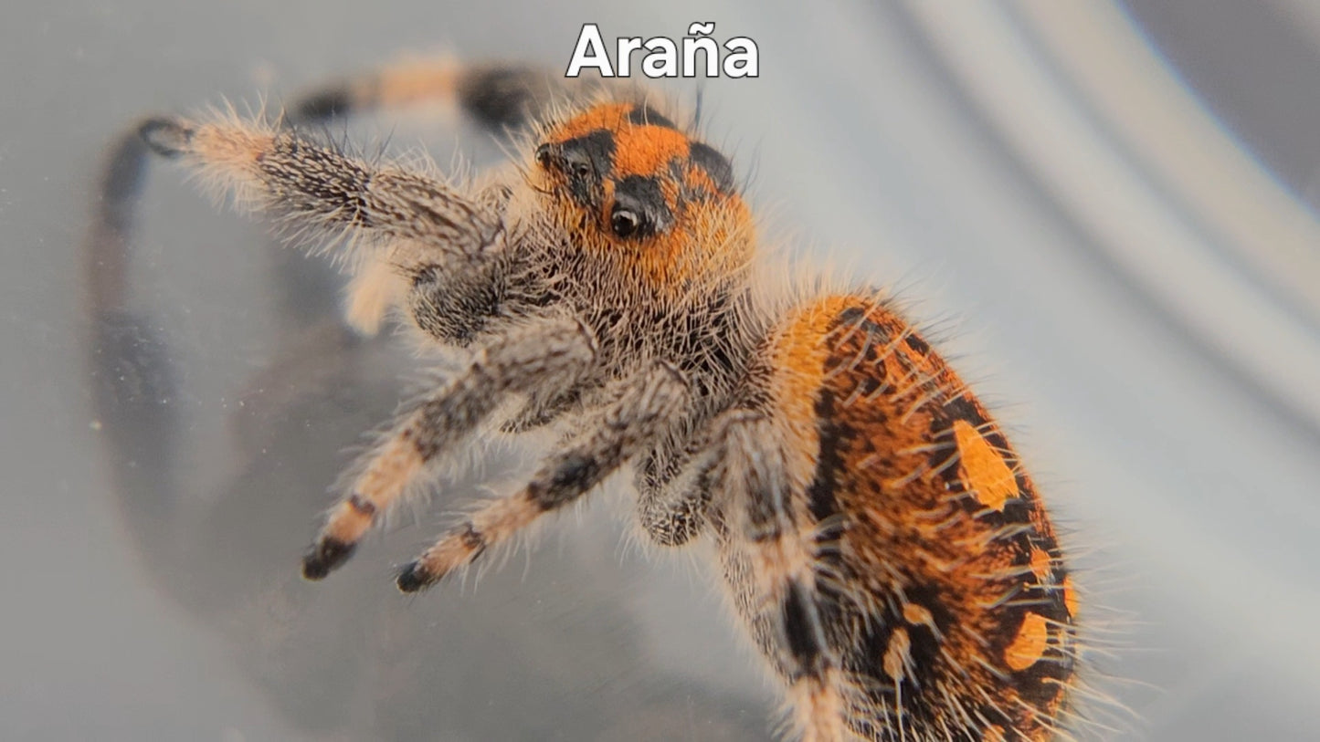 Araña - Female Regal