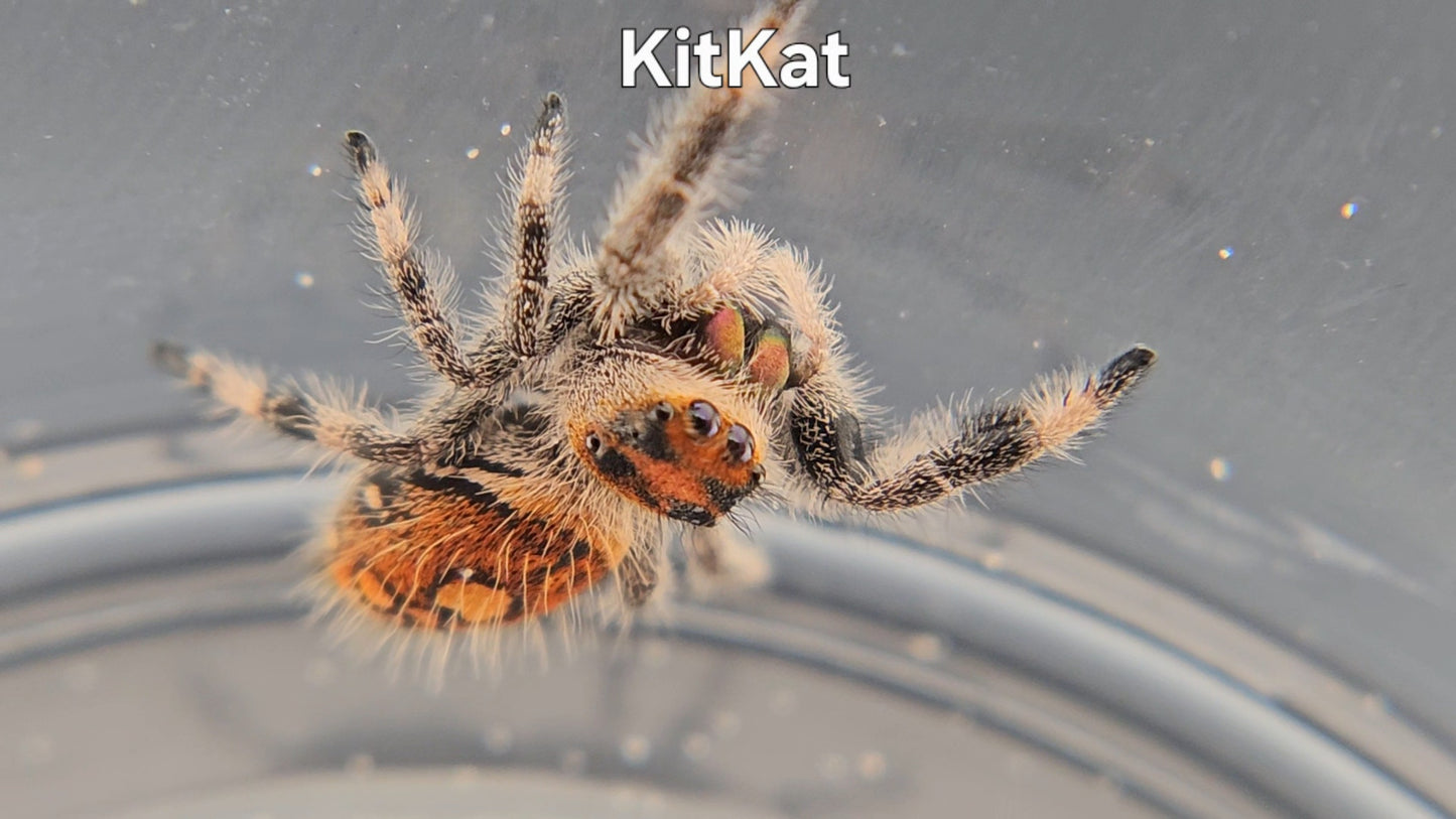 KitKat - Female Regal