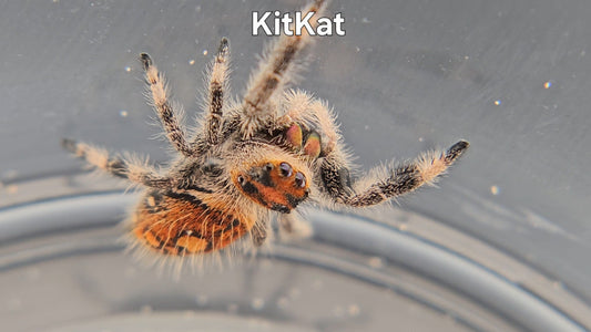 KitKat - Female Regal