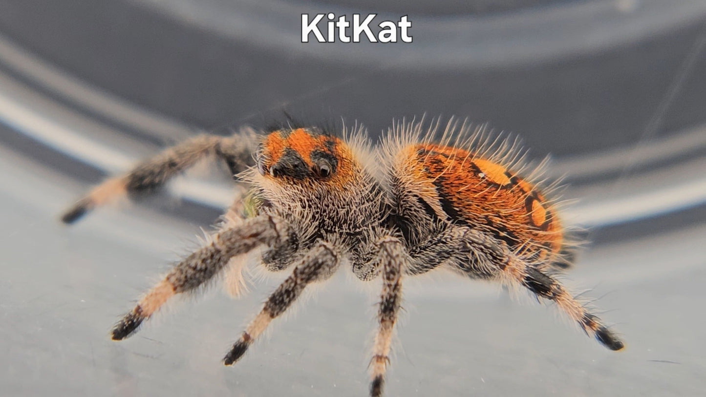 KitKat - Female Regal