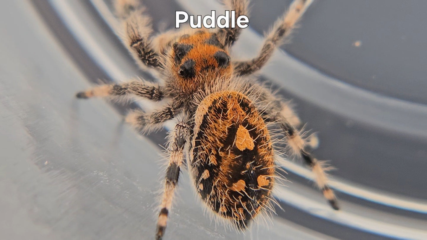 Puddle - Female Regal