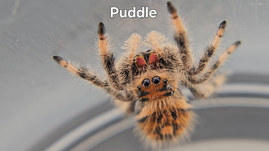 Puddle - Female Regal