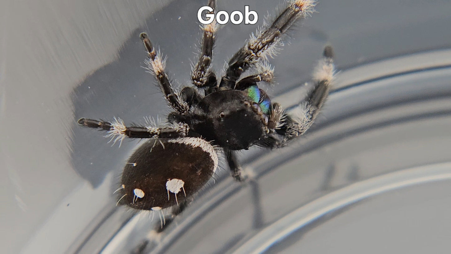 Goob - Male Regal
