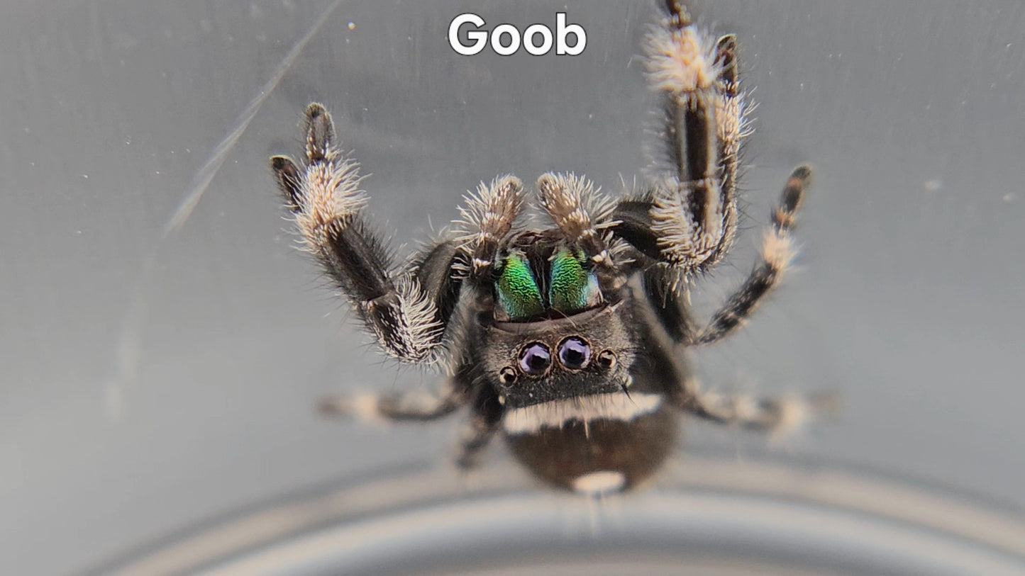 Goob - Male Regal