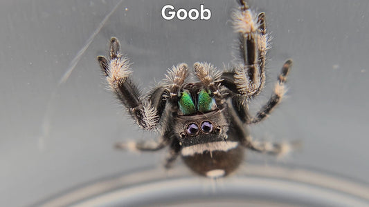 Goob - Male Regal