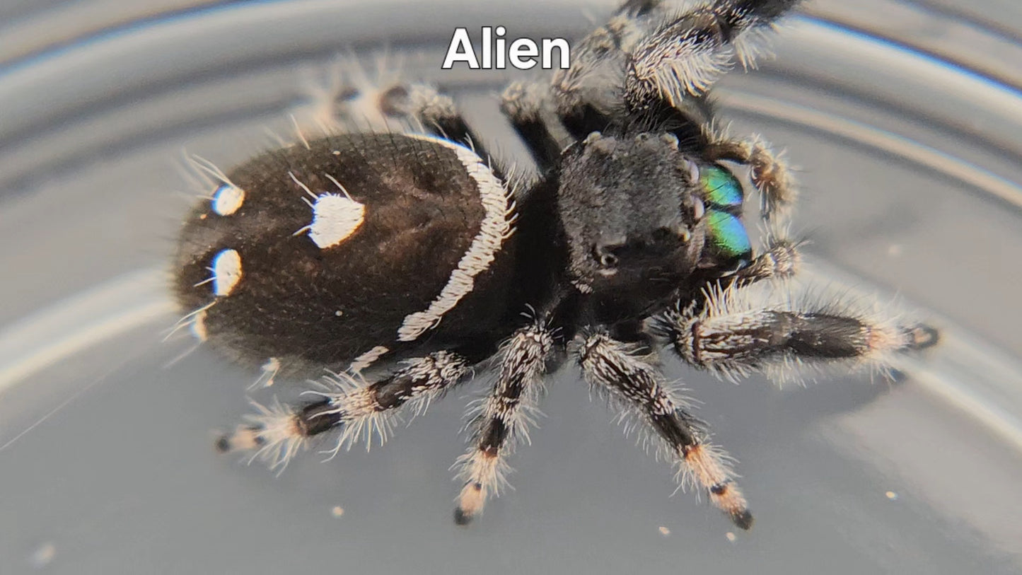 Alien - Male Regal