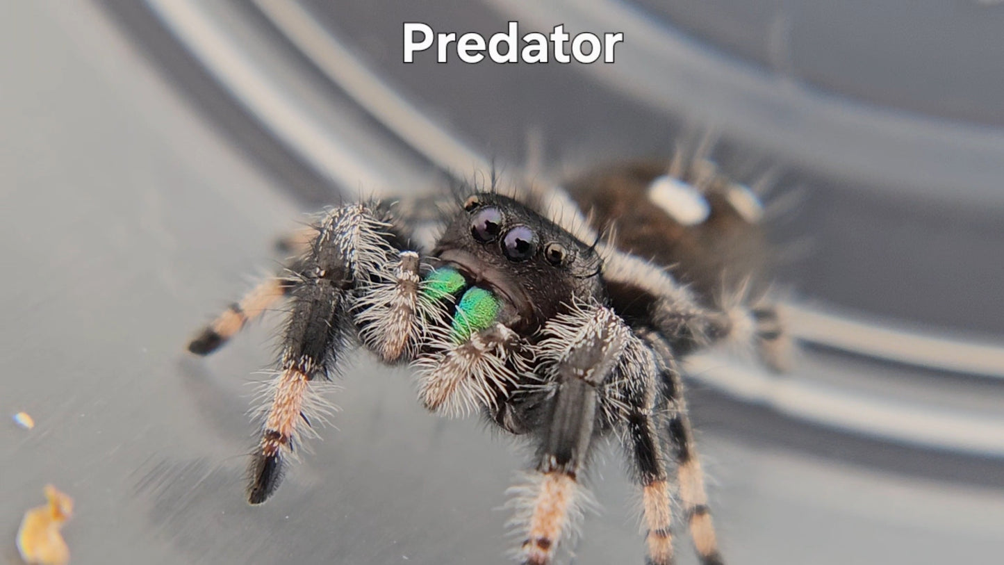 Predator - Male Regal